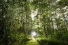 bridegroom_forest